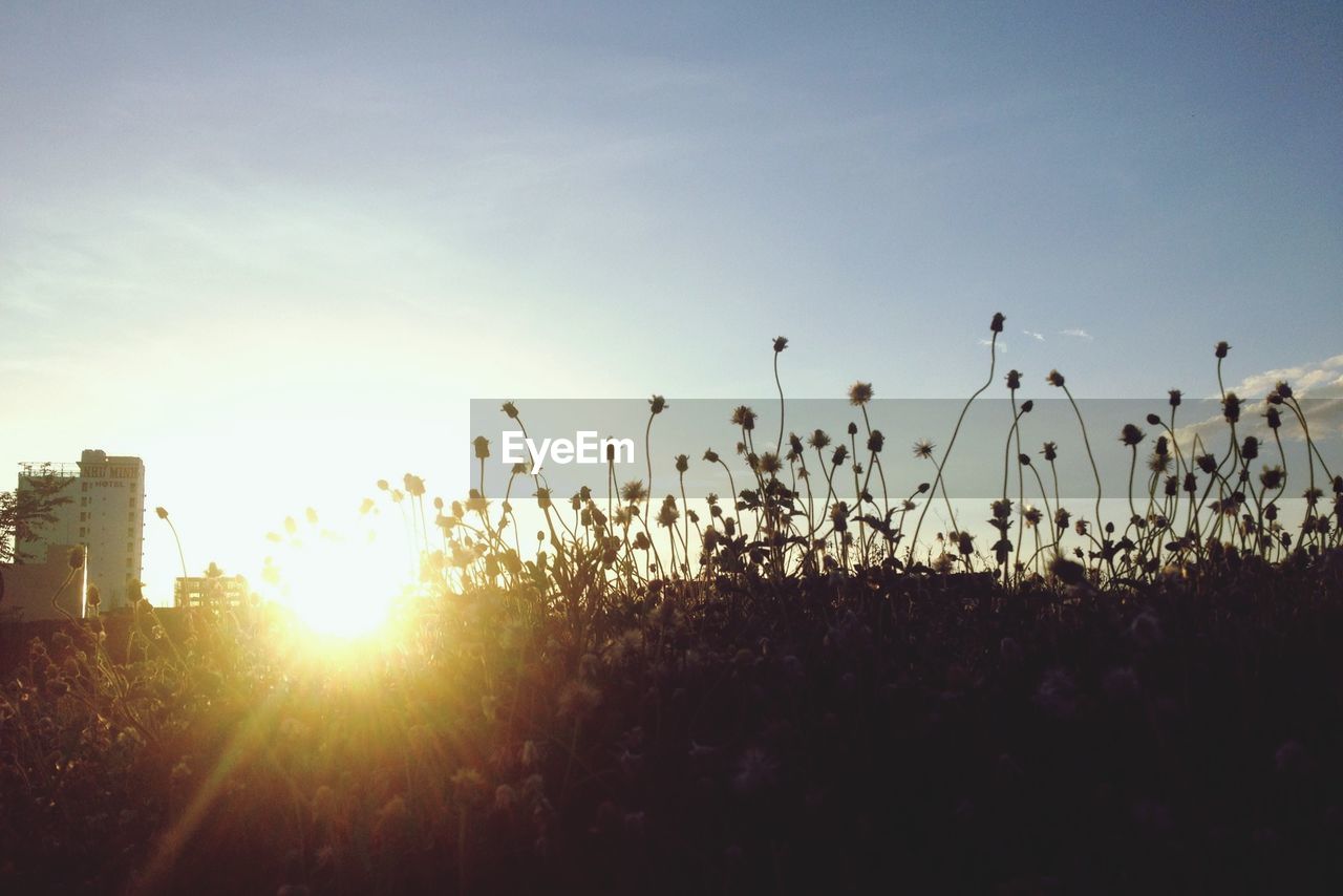 Silhouette landscape at sunset