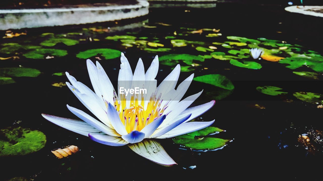 LOTUS WATER LILY IN POND