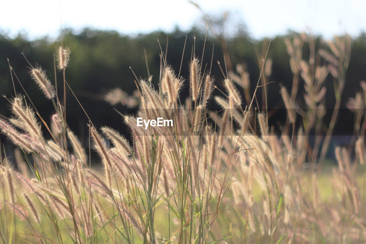 Grass flower in soft focus and blurred with vintage style for background