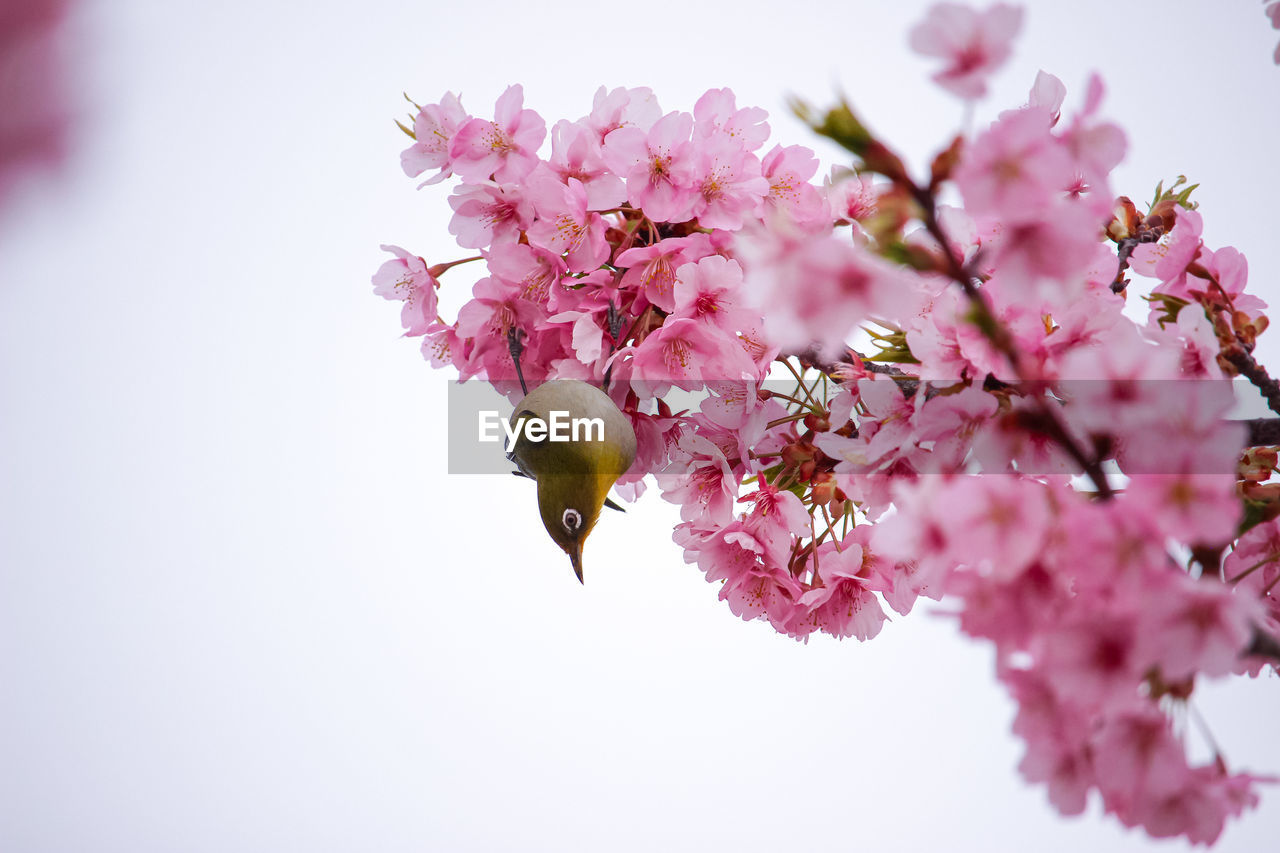 CLOSE-UP OF CHERRY BLOSSOMS