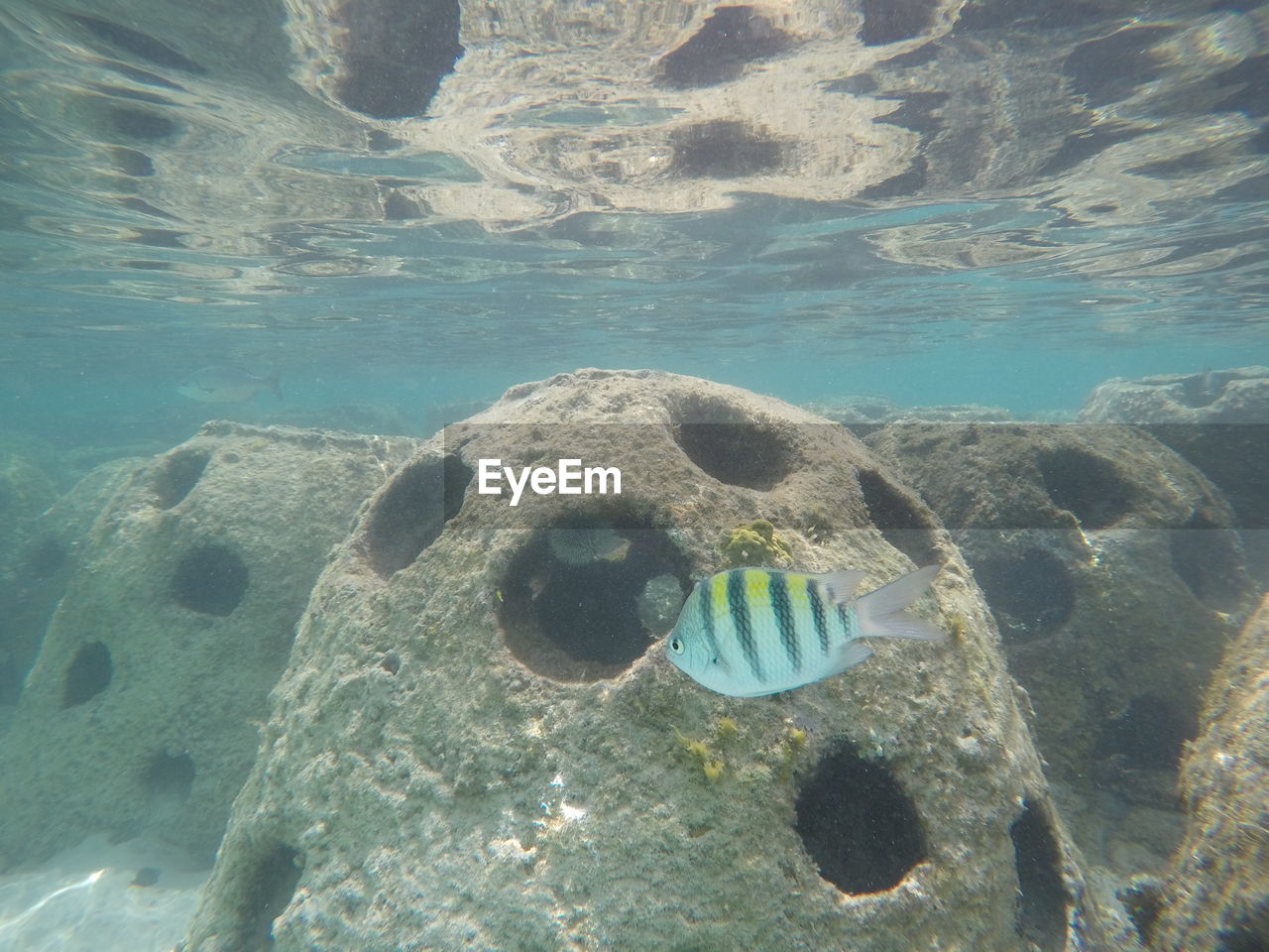 CLOSE-UP OF TURTLE IN SEA