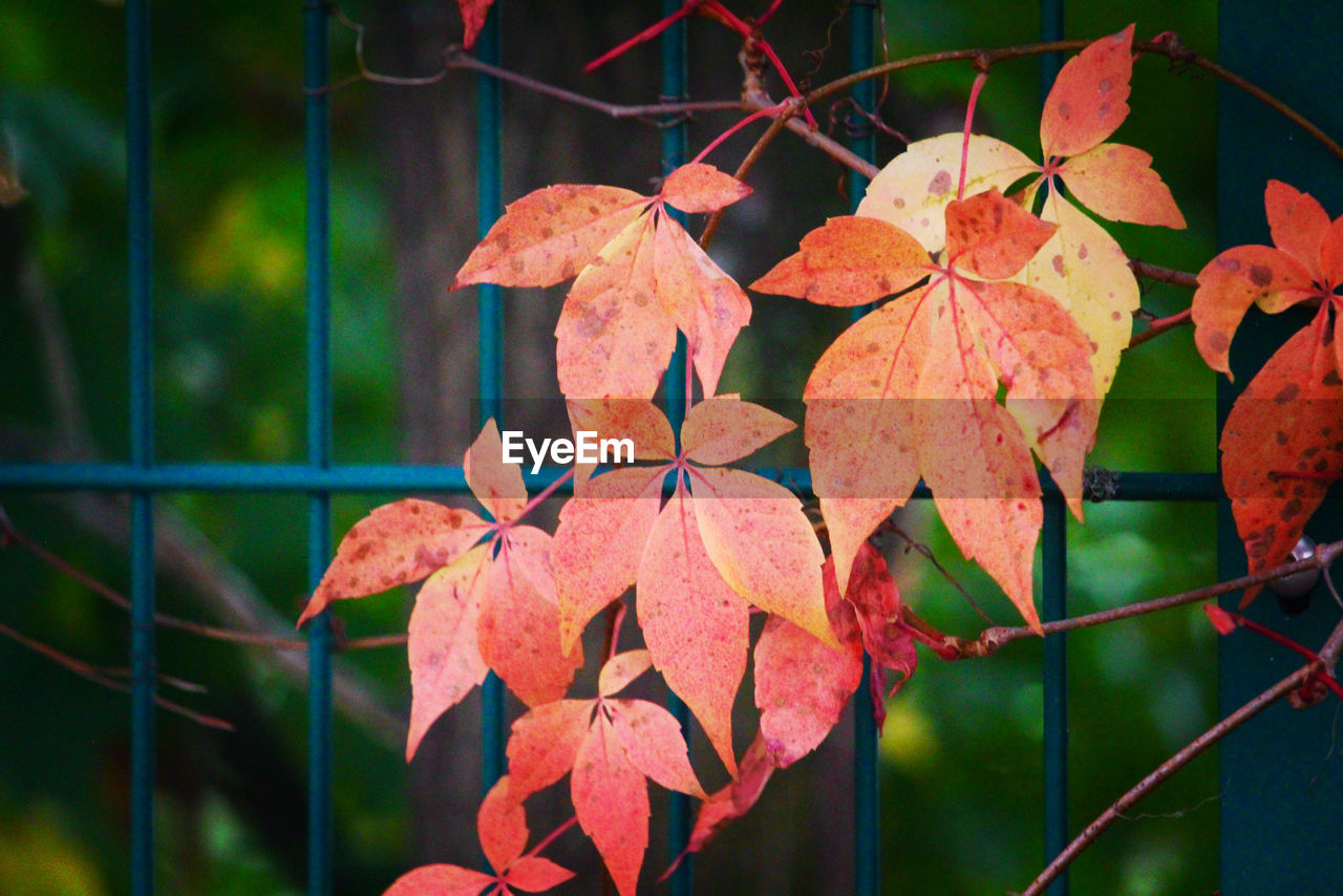 CLOSE-UP OF RED MAPLE LEAVES
