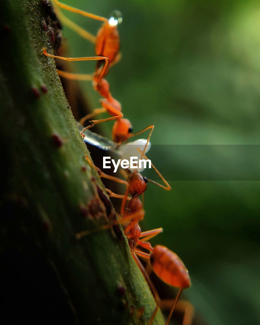 close-up of ant on leaf