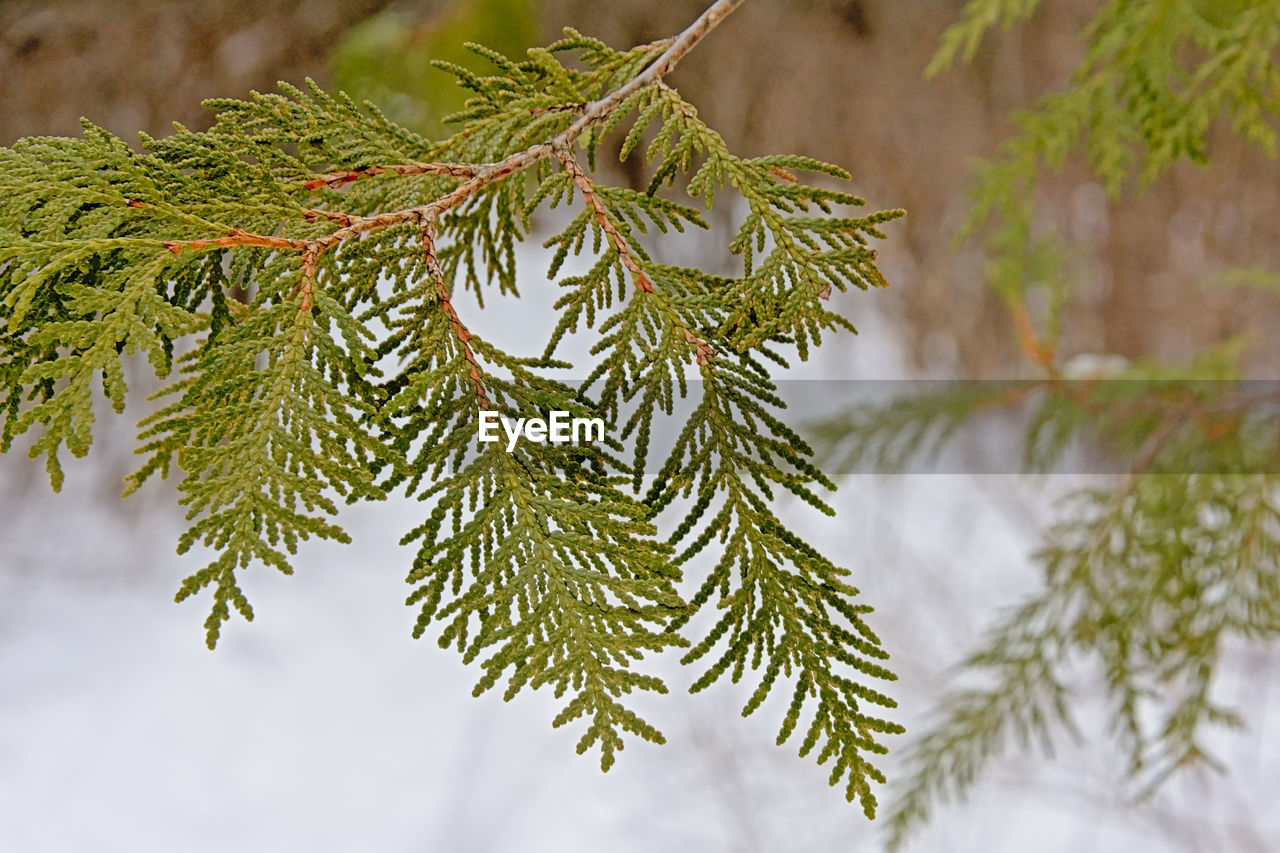 CLOSE-UP OF TREE BRANCH WITH SNOW