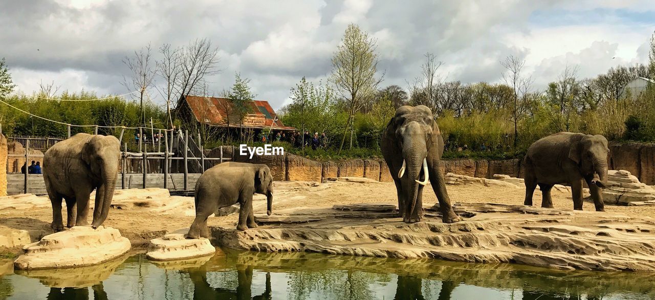 VIEW OF ELEPHANT IN FARM AGAINST SKY