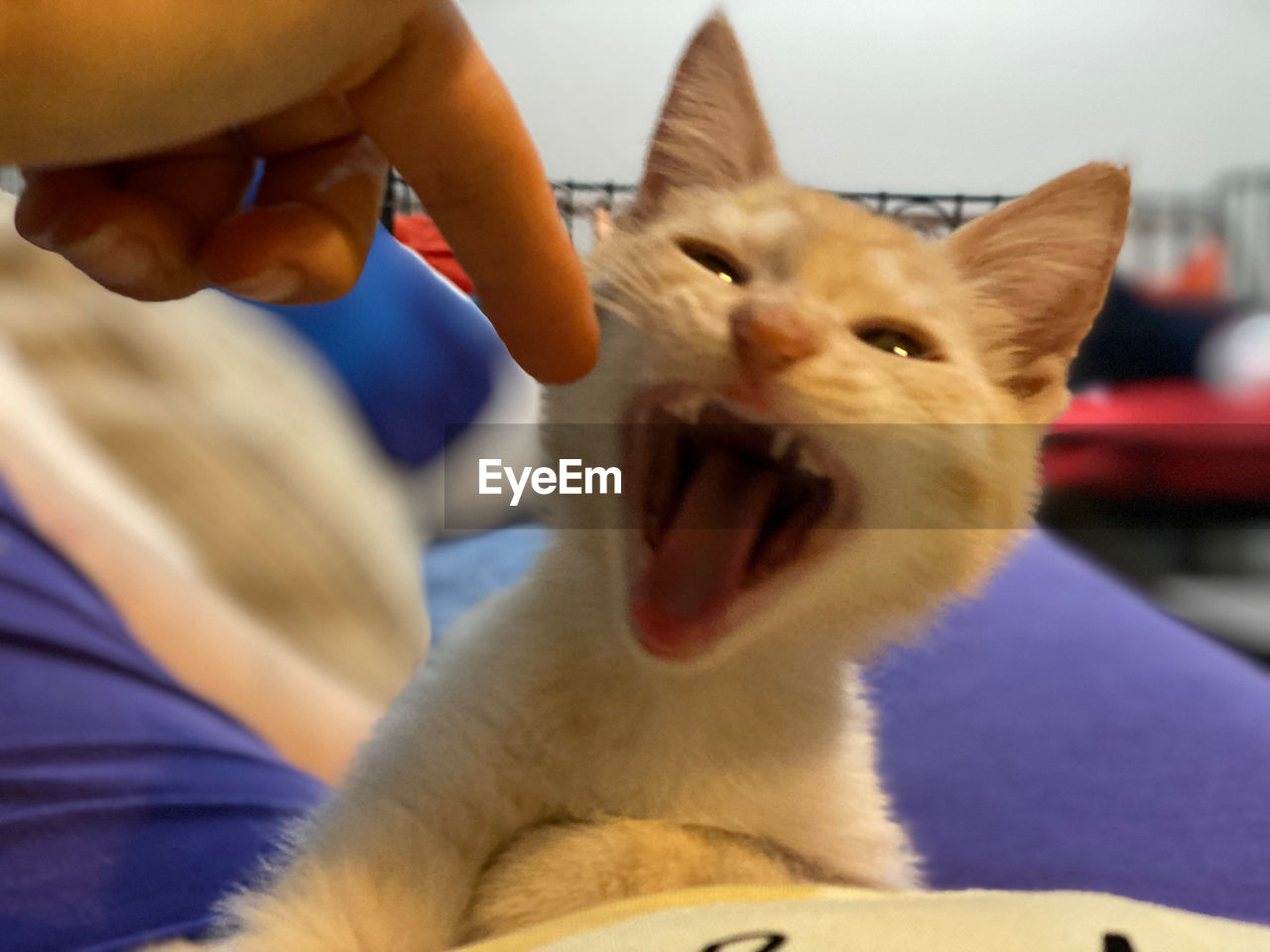mammal, animal, animal themes, pet, cat, domestic animals, one animal, nose, domestic cat, indoors, feline, small to medium-sized cats, felidae, skin, adult, mouth open, whiskers, animal body part, one person, close-up, carnivore, focus on foreground, care, hand, facial expression, kitten, emotion