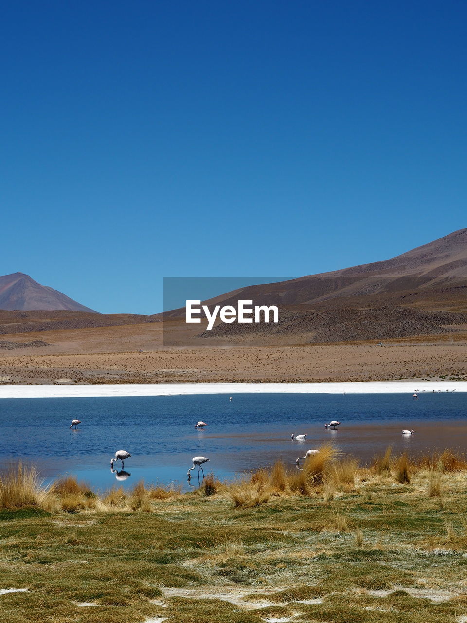 Laguna hedionda, bolivia