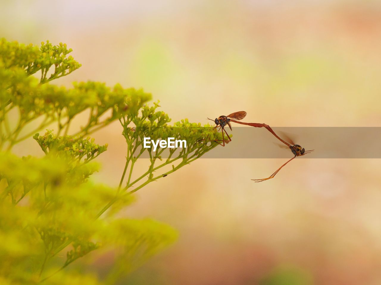 CLOSE-UP OF GRASSHOPPER ON PLANT