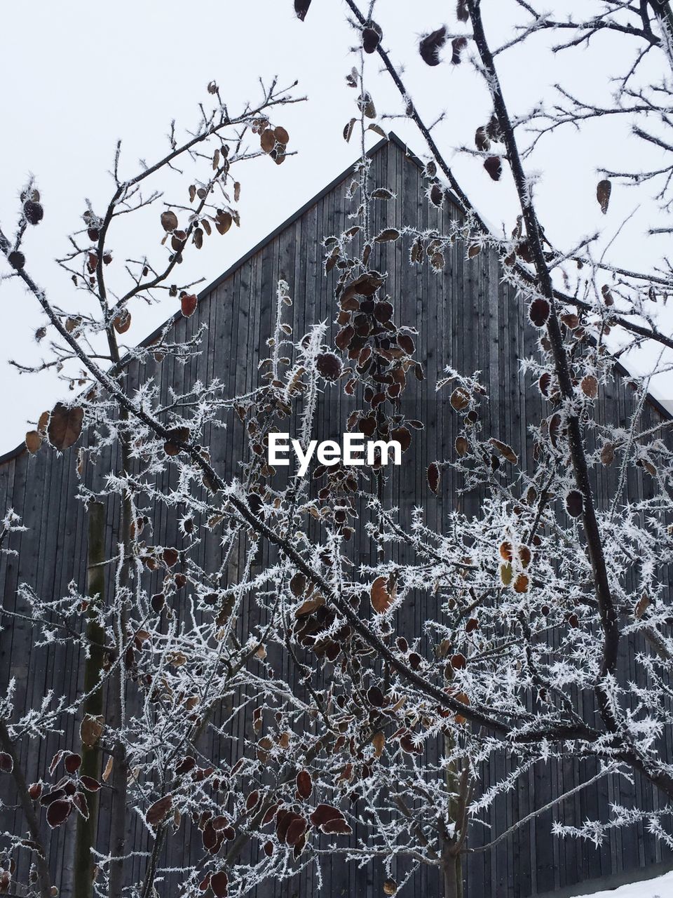 Low angle view of frozen tree by building against sky