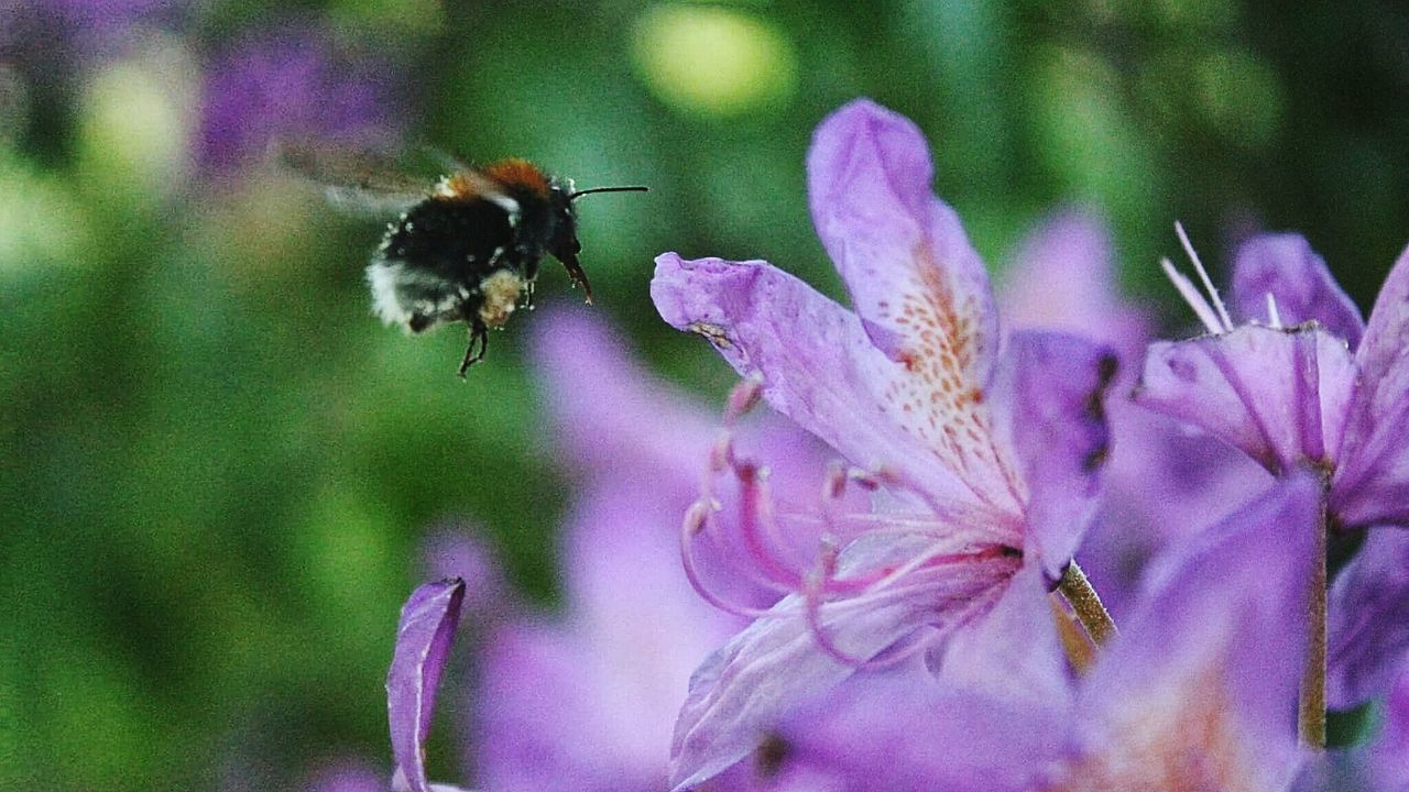 HONEY BEE POLLINATING ON FLOWER
