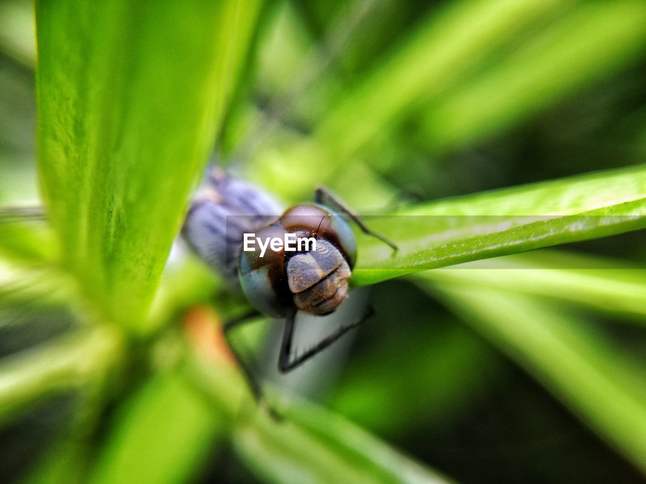 CLOSE-UP OF SNAIL ON GREEN LEAVES