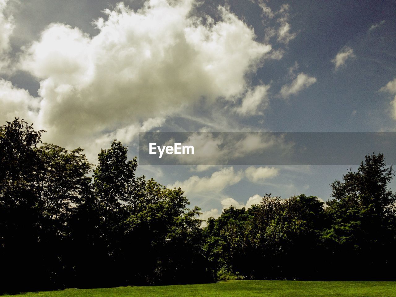 TREES ON GRASSY FIELD AGAINST CLOUDY SKY