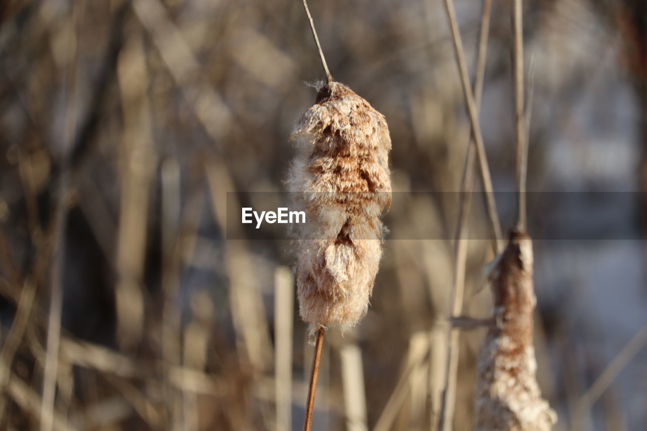 Close-up of dried plant