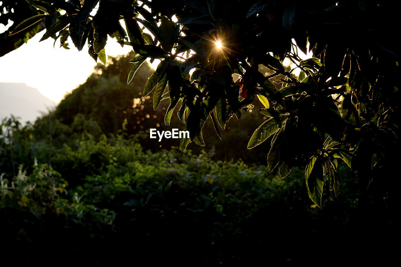 CLOSE-UP OF PLANT AGAINST SKY