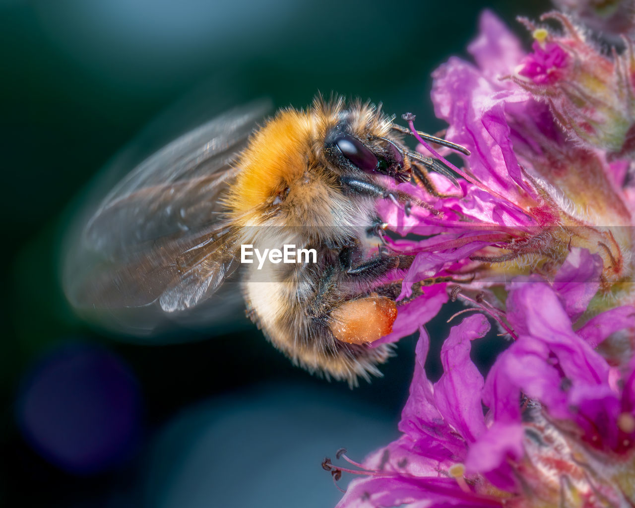 animal themes, animal, animal wildlife, insect, flower, bee, beauty in nature, flowering plant, honey bee, one animal, wildlife, close-up, pollen, petal, fragility, macro photography, freshness, flower head, nature, plant, pollination, macro, purple, no people, pink, focus on foreground, outdoors, animal wing, symbiotic relationship, animal body part