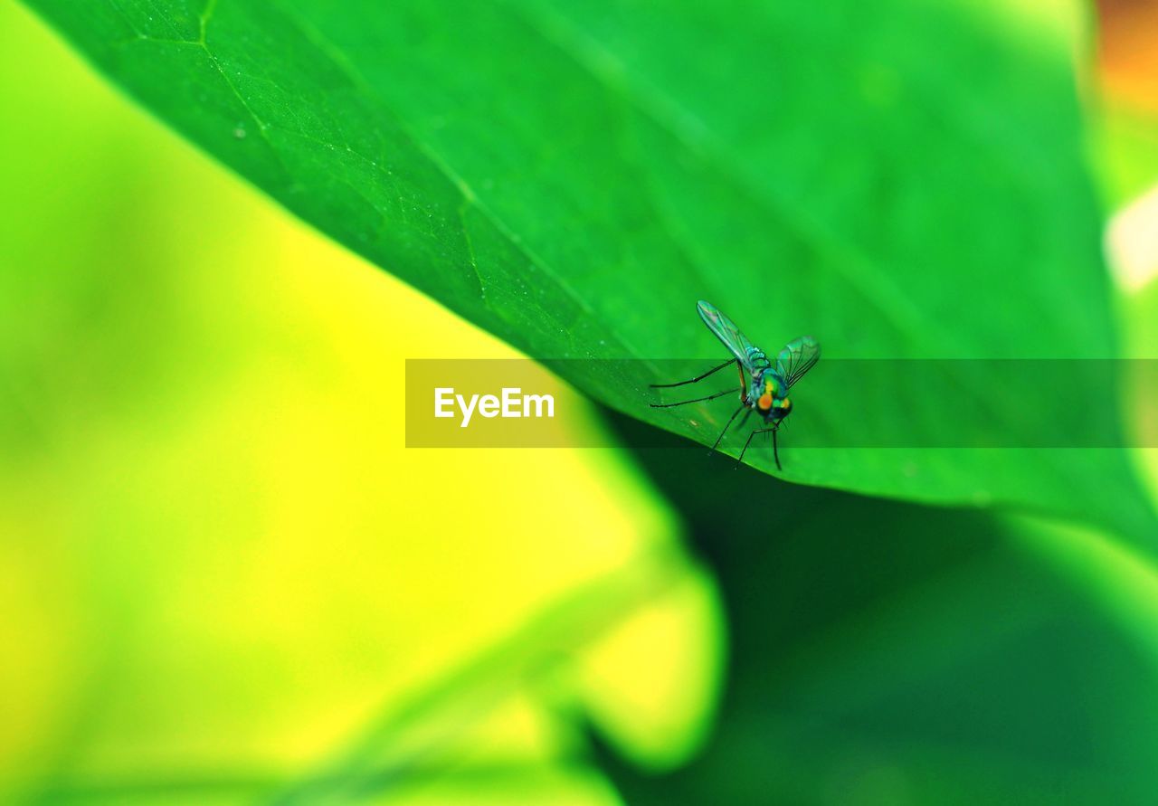 Insects in the green leaf background