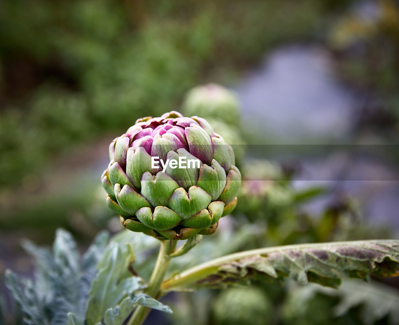 CLOSE-UP OF THISTLE IN PLANT