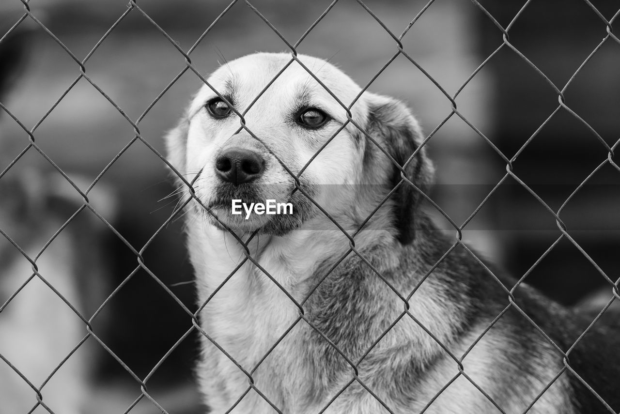 PORTRAIT OF DOG SEEN THROUGH FENCE