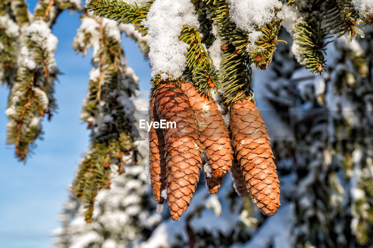 Spruce cones in winter