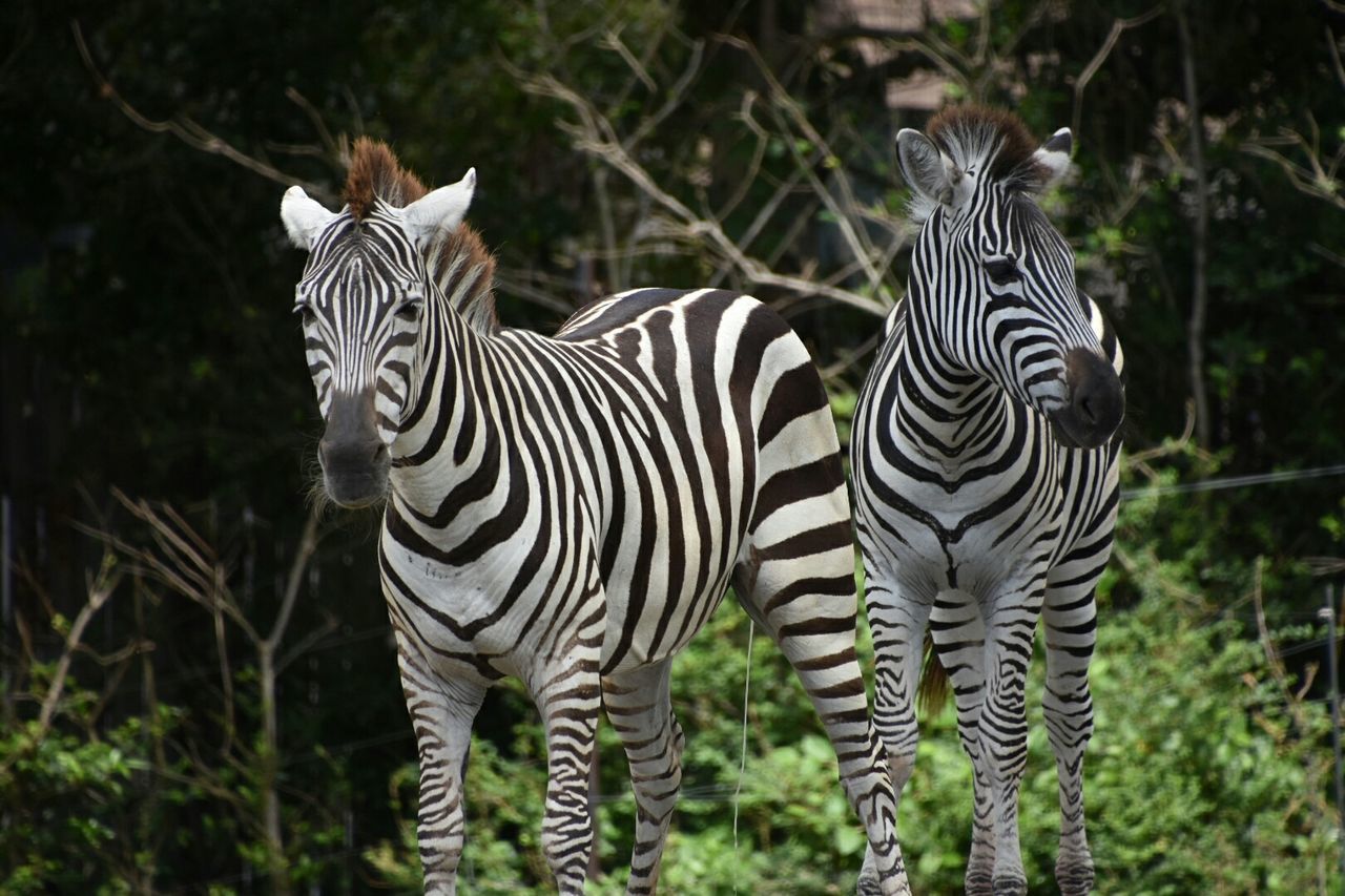 Front view of zebra in forest