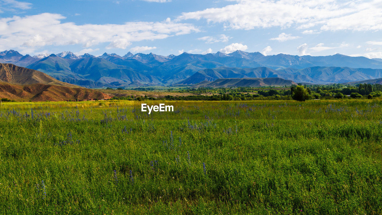 scenic view of grassy field against sky