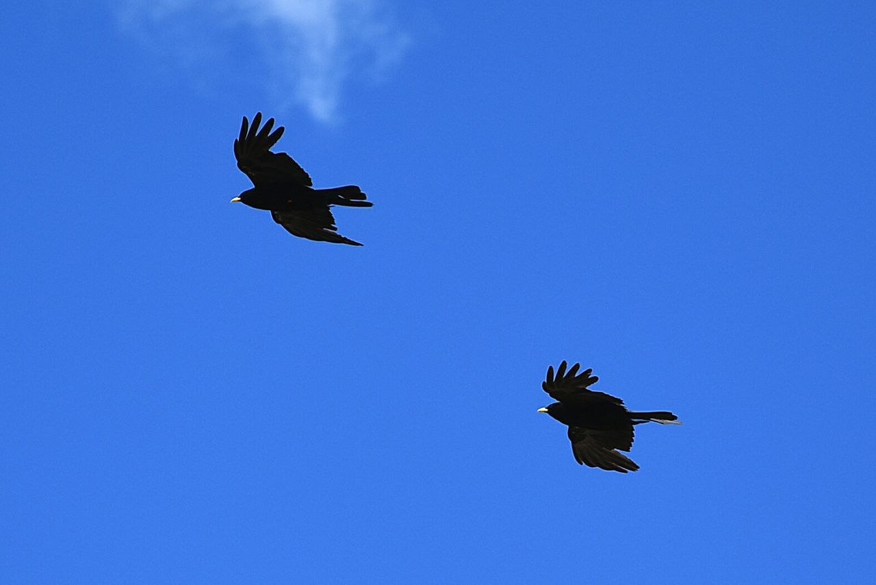 LOW ANGLE VIEW OF KITE FLYING IN SKY