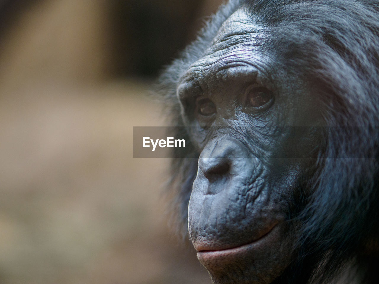 Close-up of chimpanzee at zoo