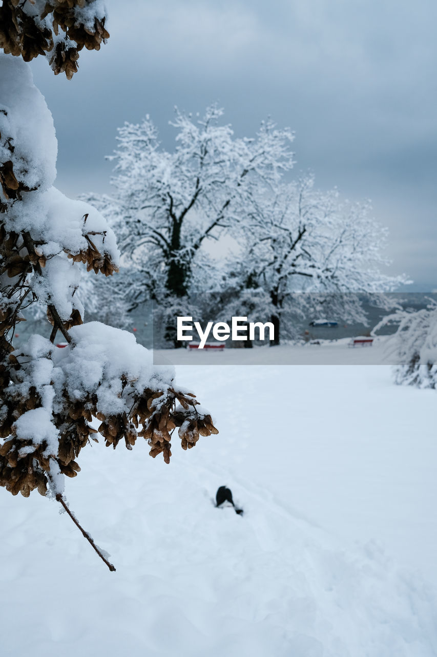 SNOW COVERED TREES AND PLANTS ON FIELD AGAINST SKY