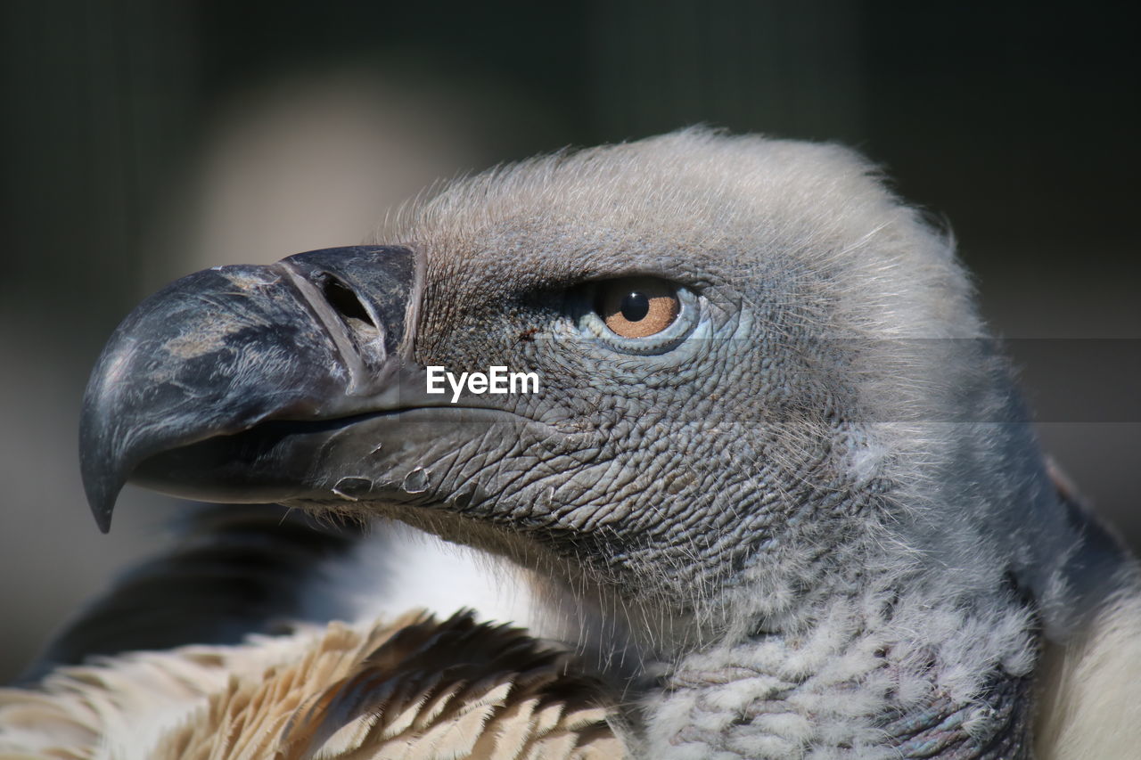 CLOSE-UP OF OWL