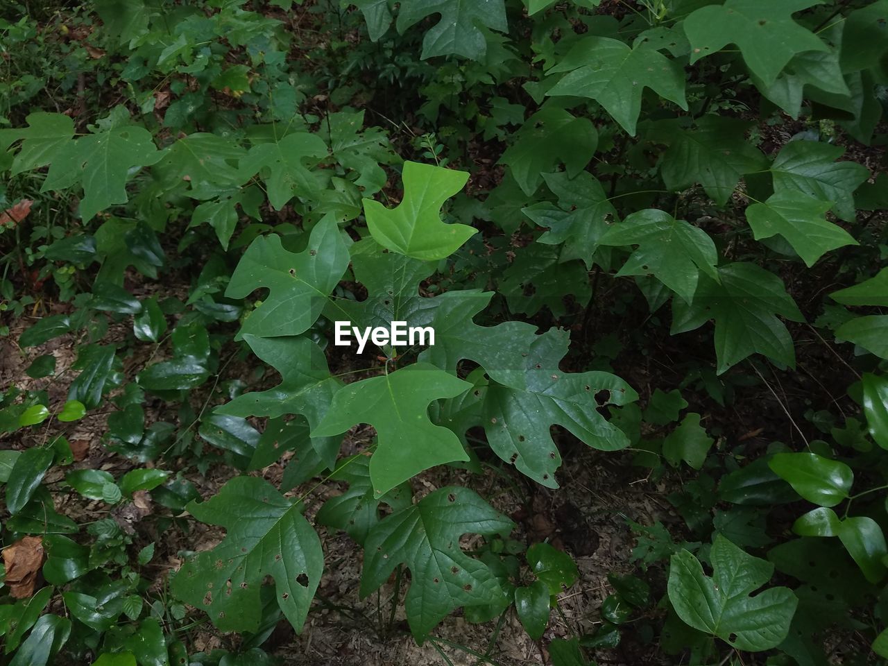 FULL FRAME SHOT OF PLANTS