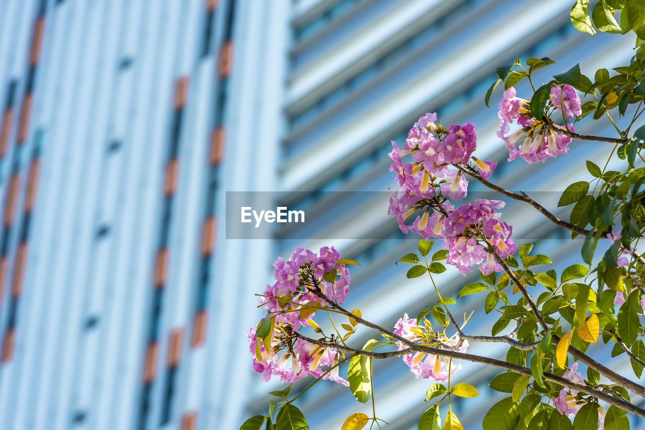 low angle view of flowers