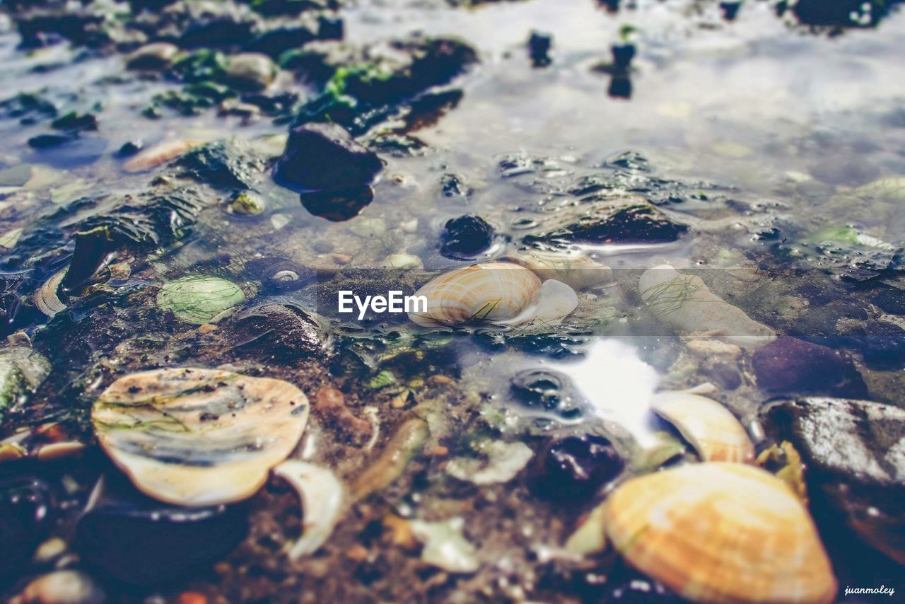 CLOSE-UP OF SHELLS ON SHORE