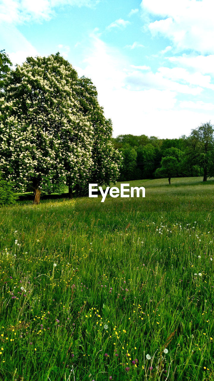 SCENIC VIEW OF TREES GROWING ON FIELD AGAINST SKY