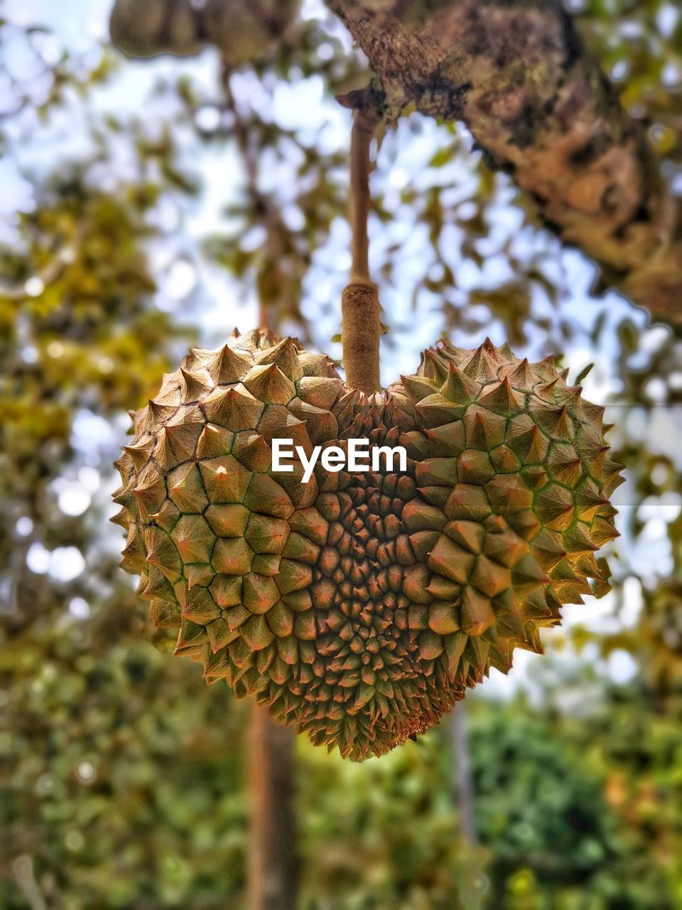 CLOSE-UP OF FRUITS ON TREE