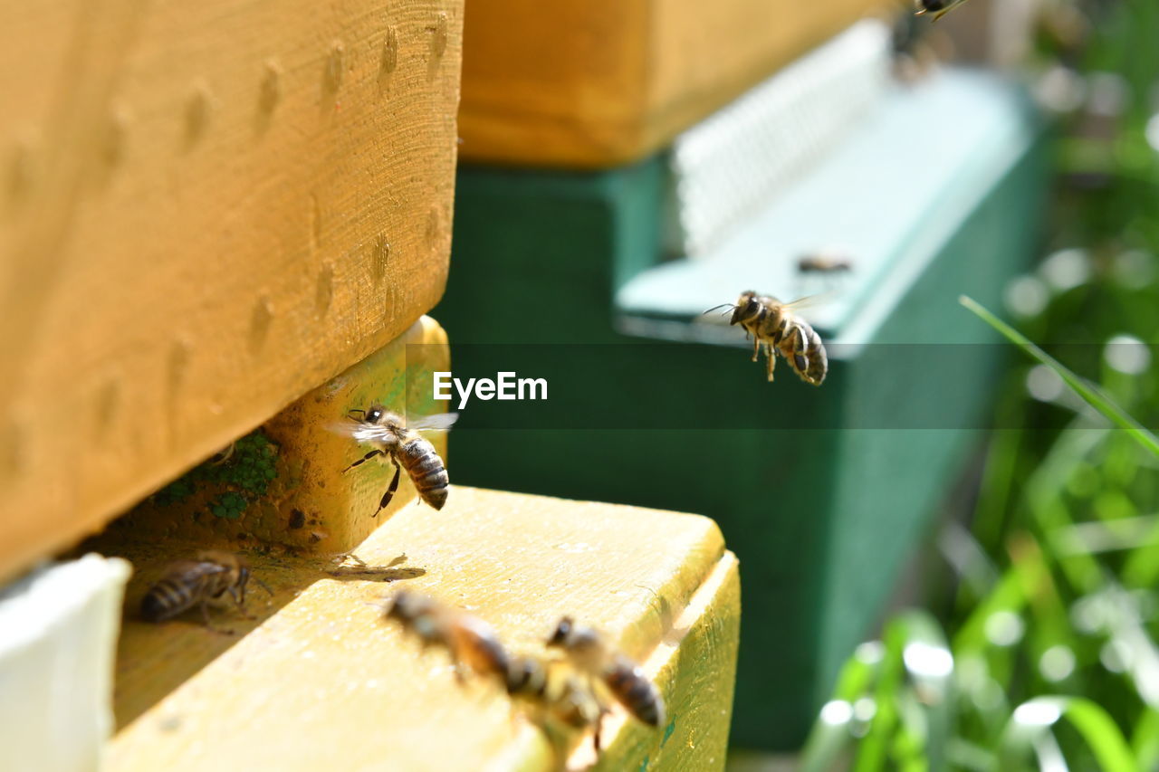 CLOSE-UP OF BEE FLYING IN A WOOD