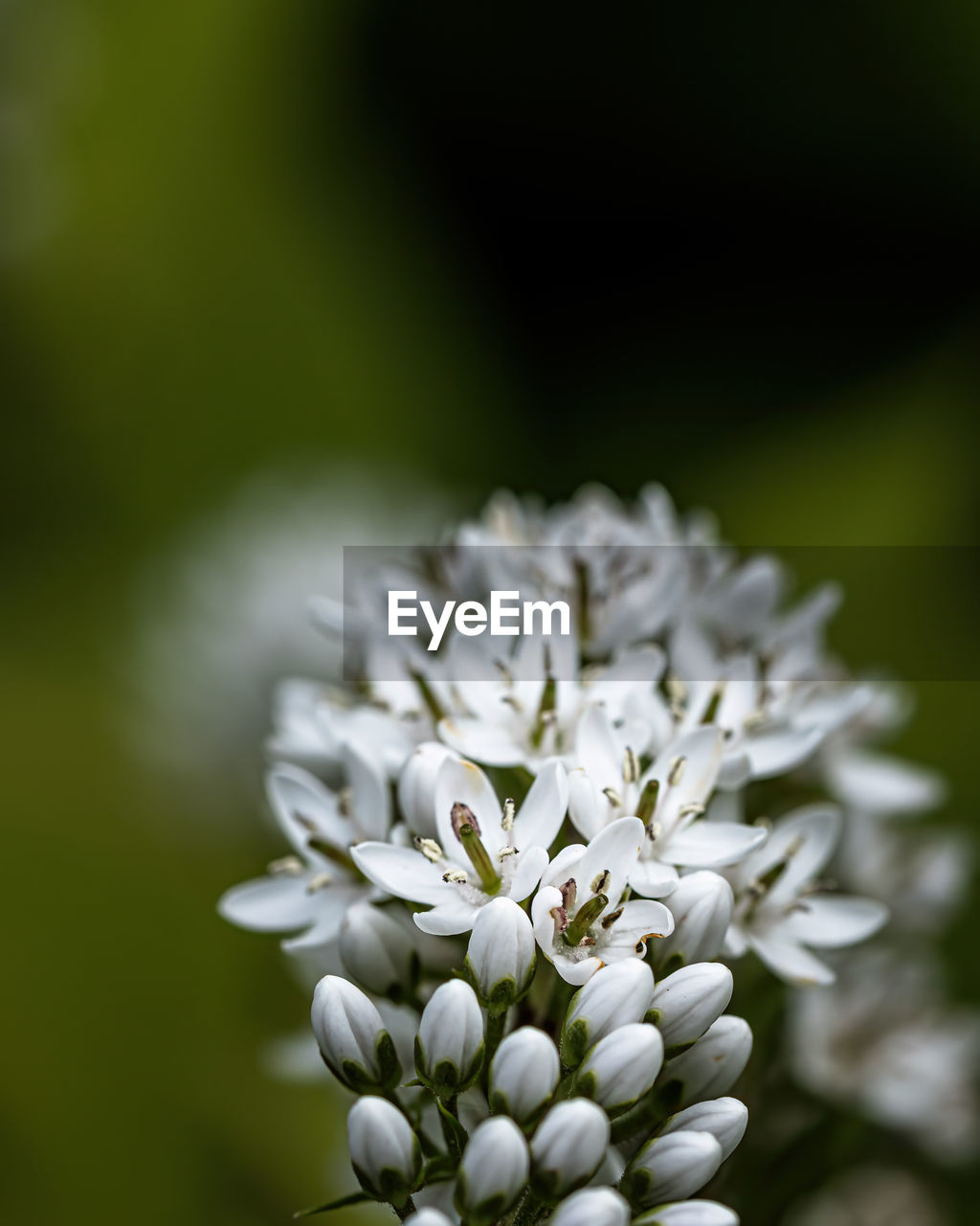 CLOSE-UP OF WHITE FLOWER