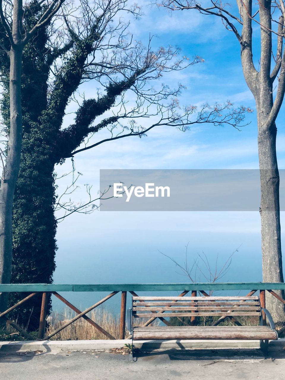 BARE TREE AGAINST SEA