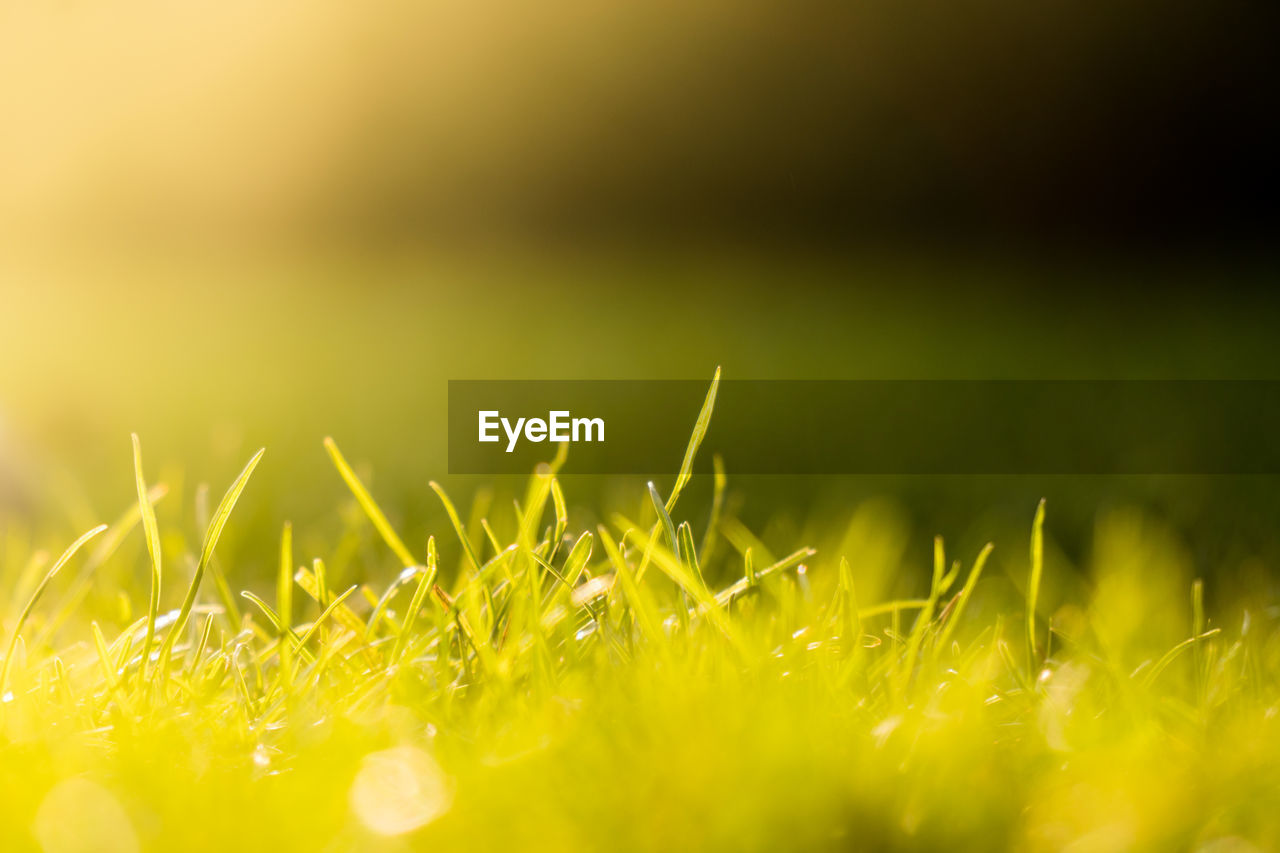 Close-up of grass growing in field