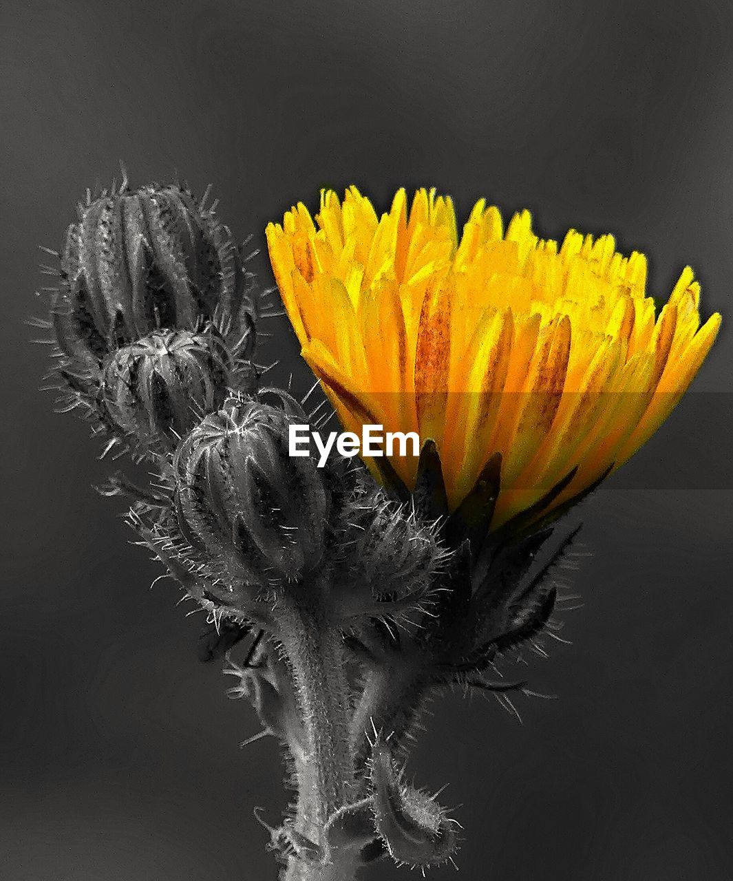 CLOSE-UP OF YELLOW FLOWERS