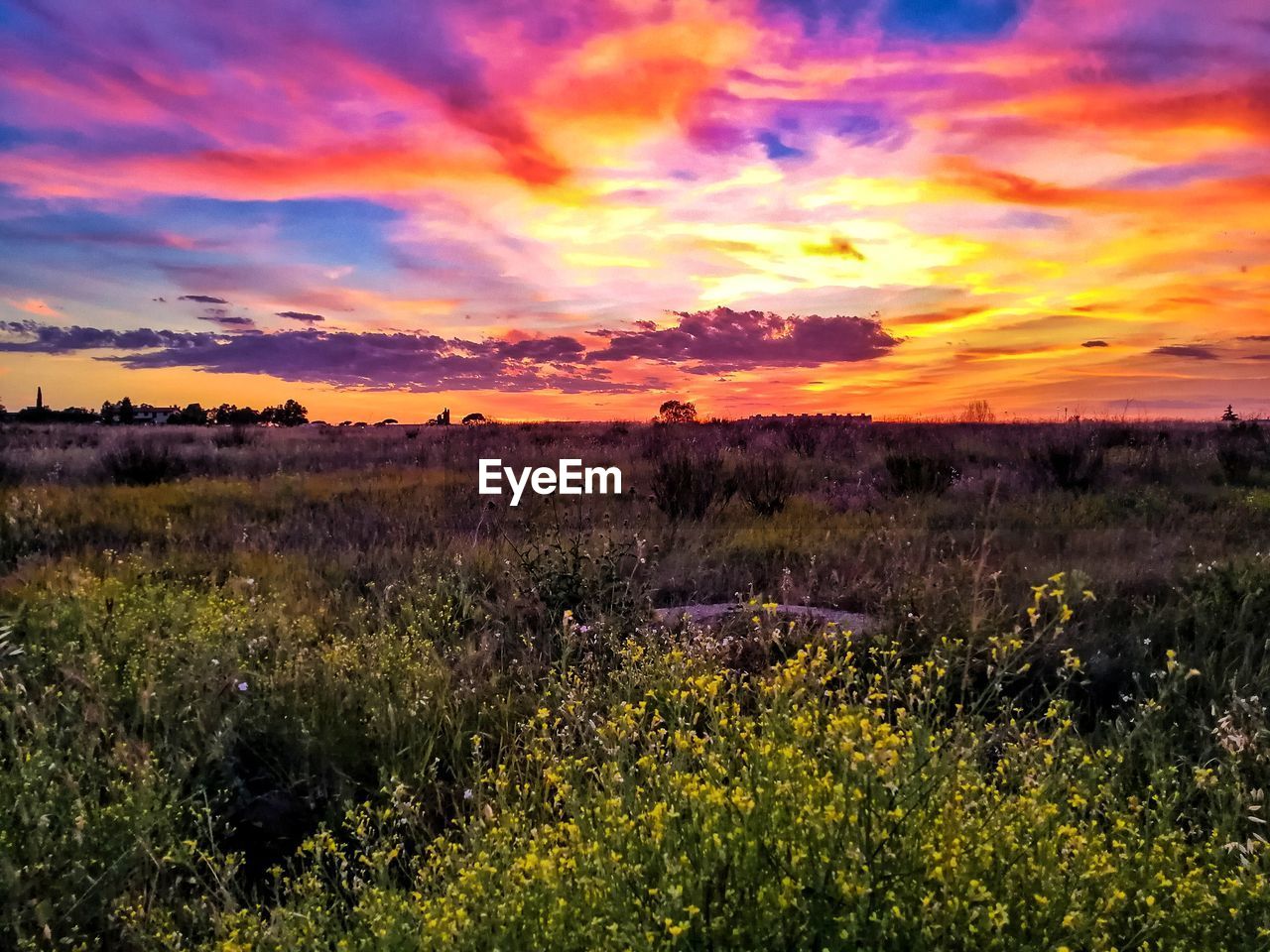 SCENIC VIEW OF PURPLE FIELD AGAINST SKY DURING SUNSET