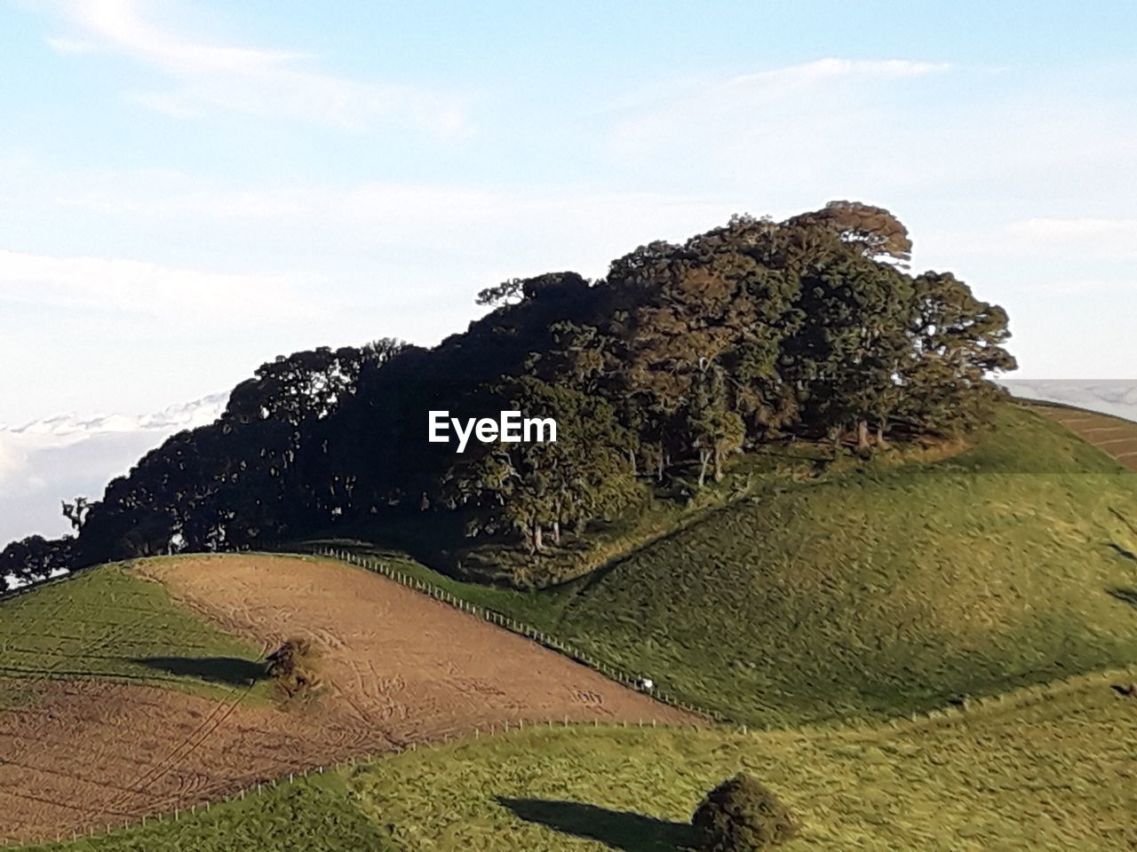 TREES ON FIELD AGAINST SKY