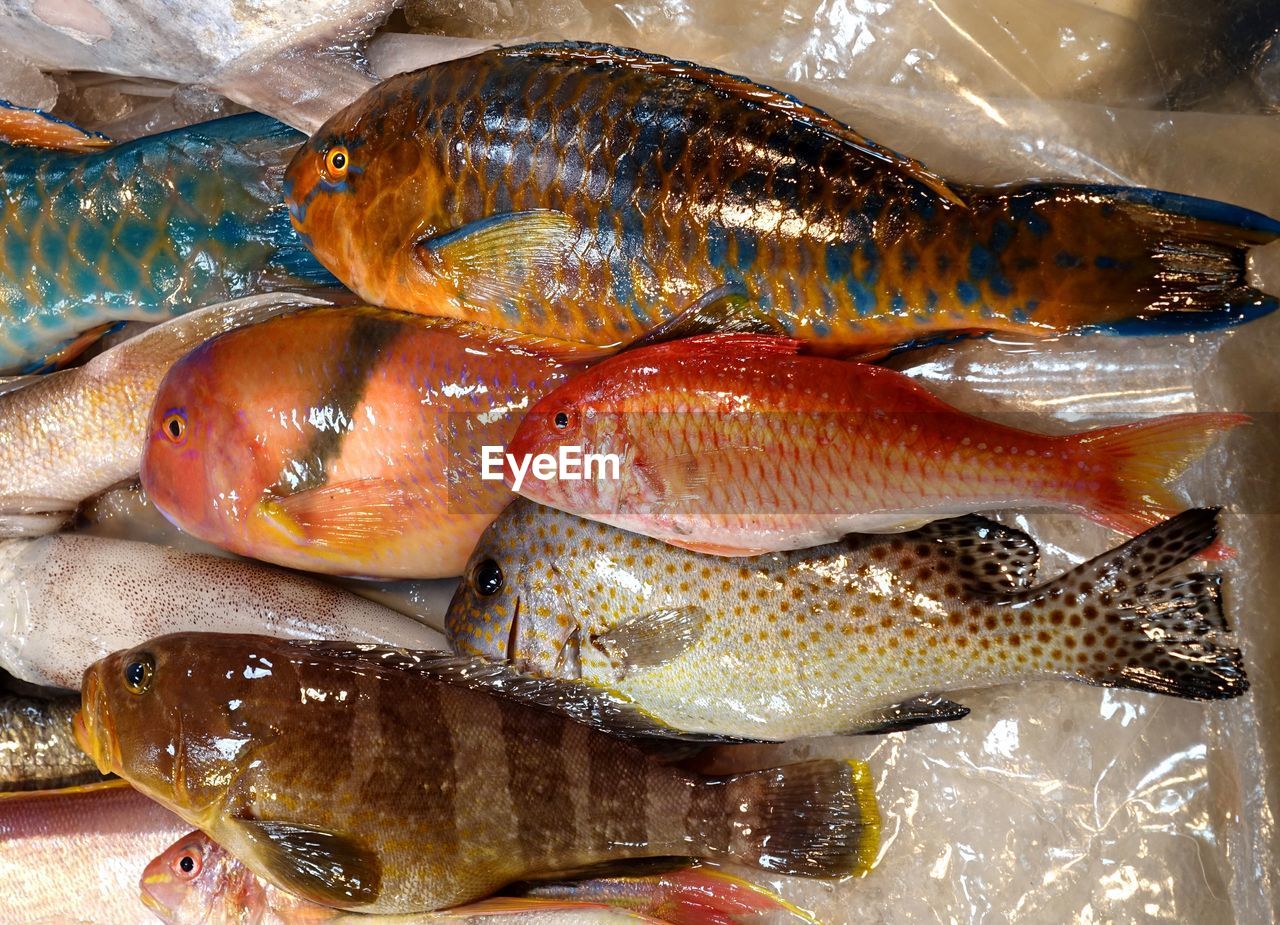 Full frame shot of fishes for sale at market stall