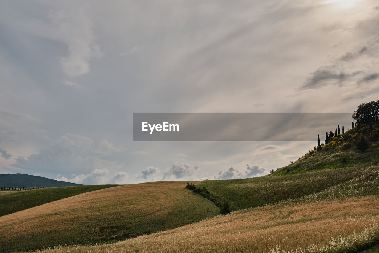 Tuscany field