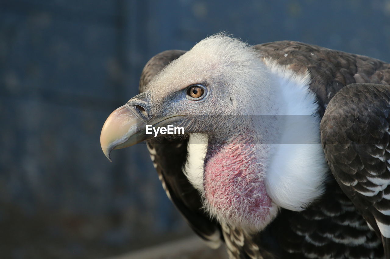 Close-up of alert eagle