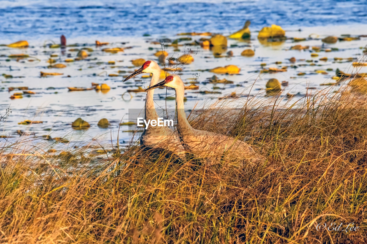 VIEW OF BIRDS ON THE LAND