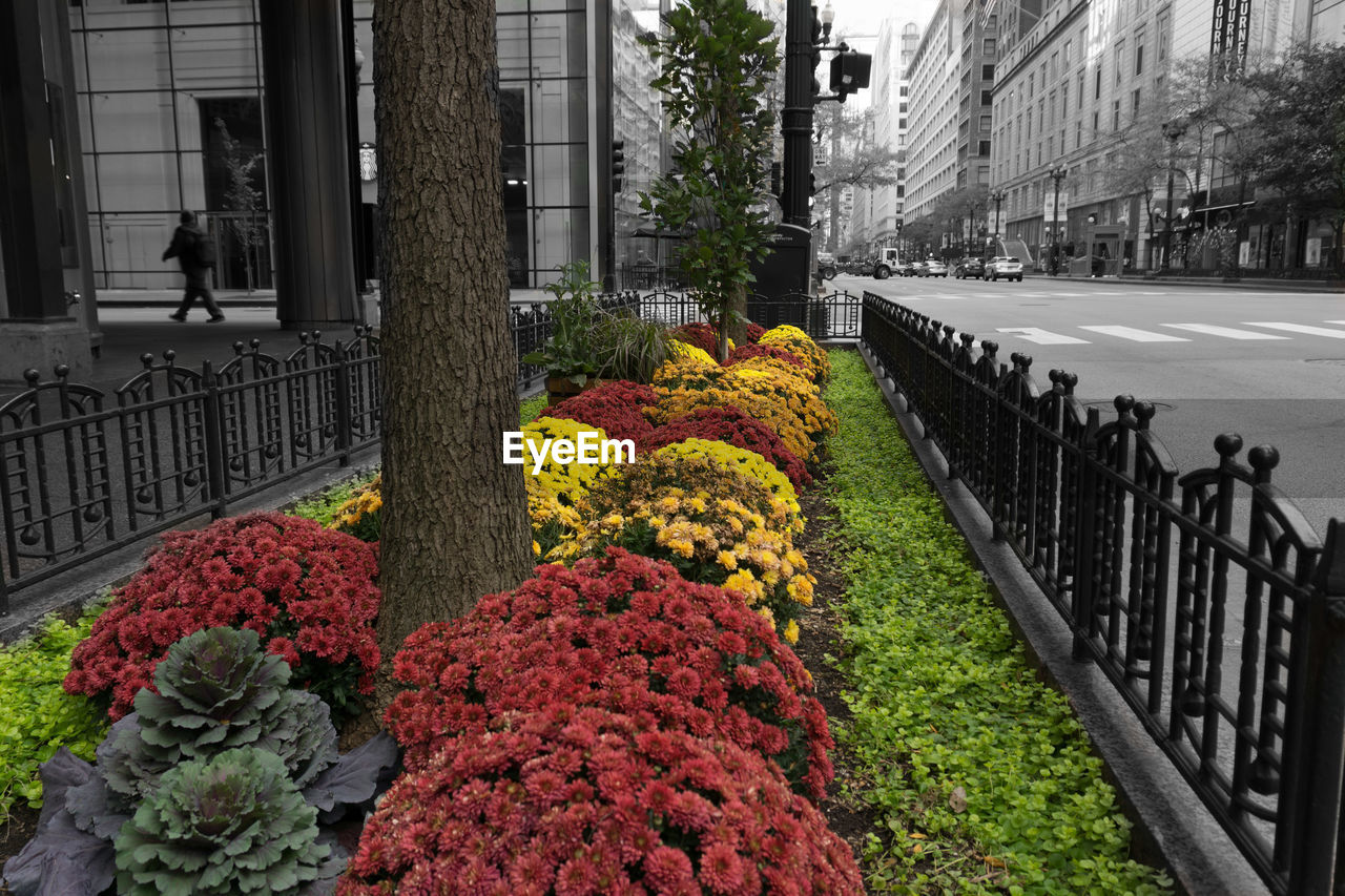 FLOWERS GROWING ON BUILDING