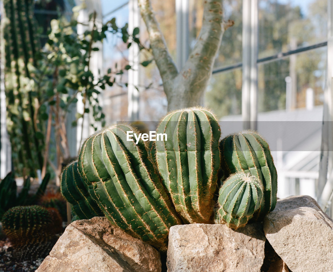 Close-up of succulent plant