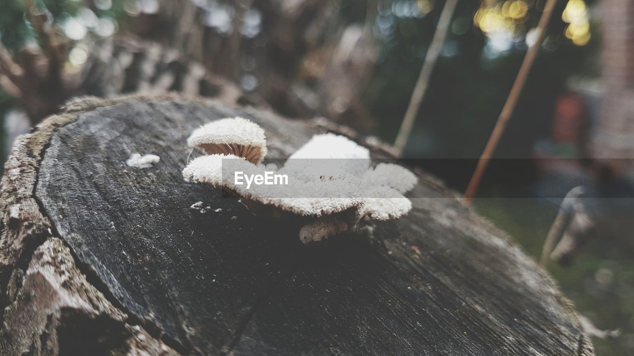 CLOSE-UP OF SNOW ON WOOD DURING WINTER