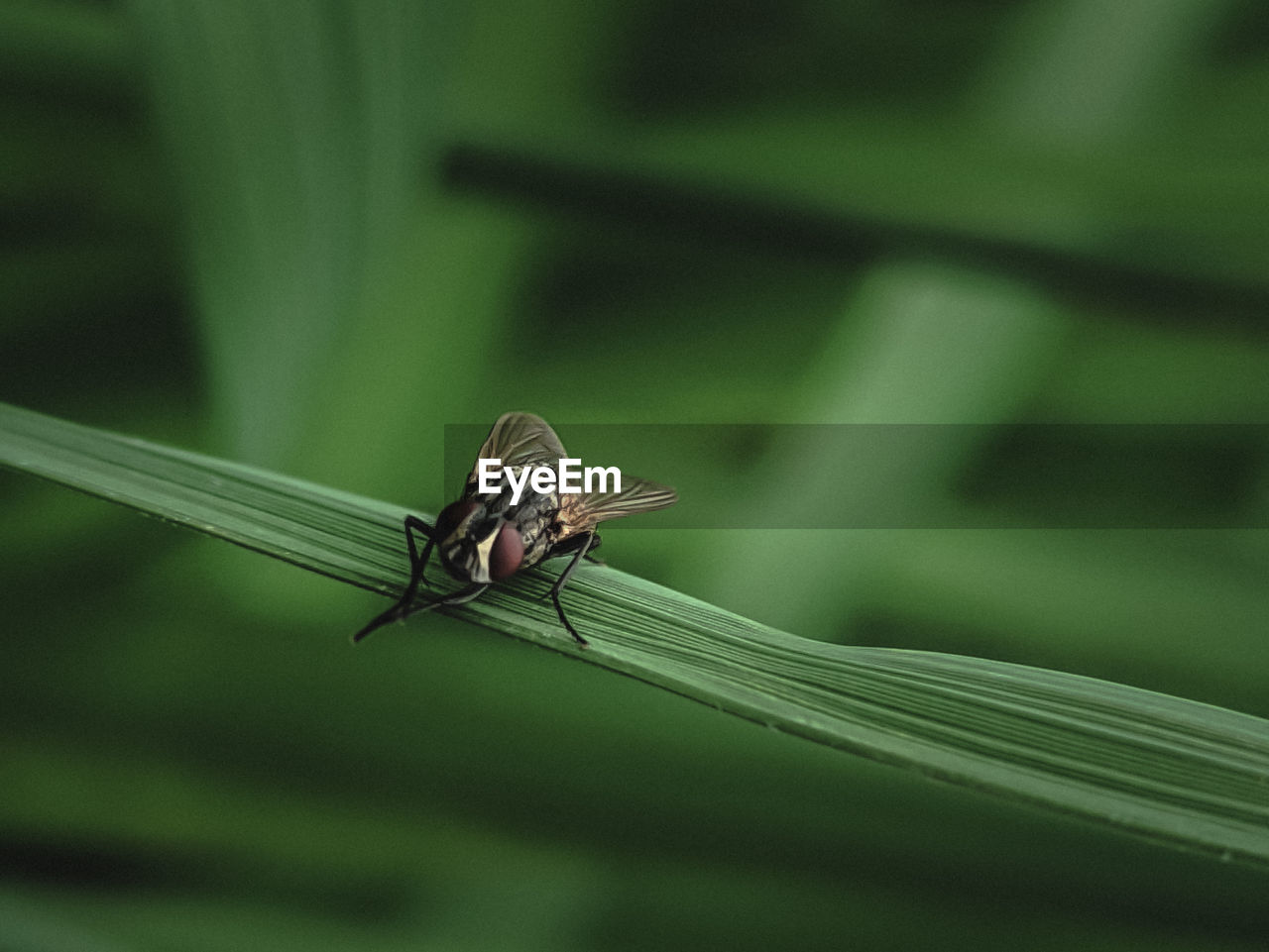 A fly perched on a rice leaf