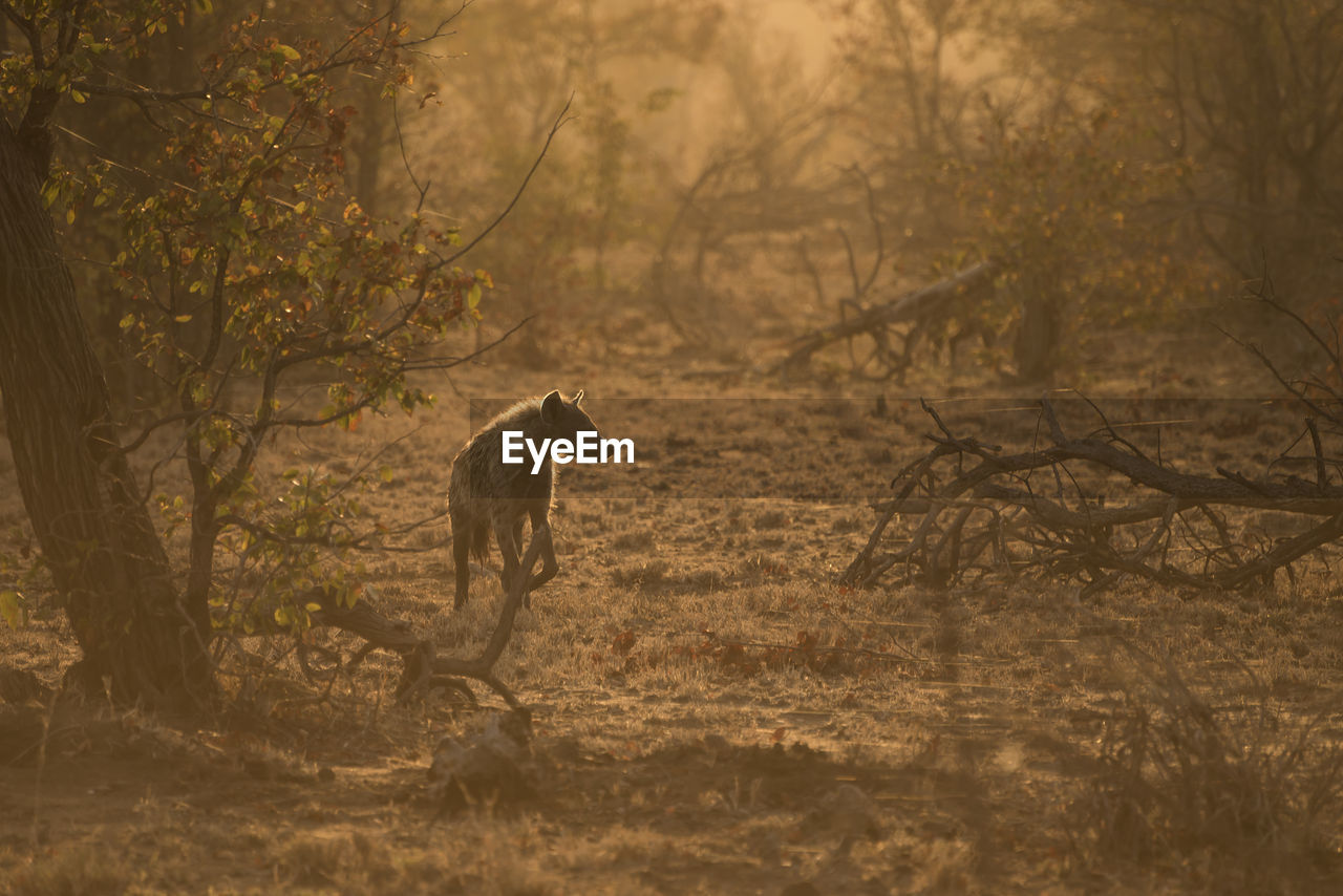 Fox walking on grassy field in forest